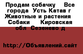 Продам собачку  - Все города, Усть-Катав г. Животные и растения » Собаки   . Кировская обл.,Сезенево д.